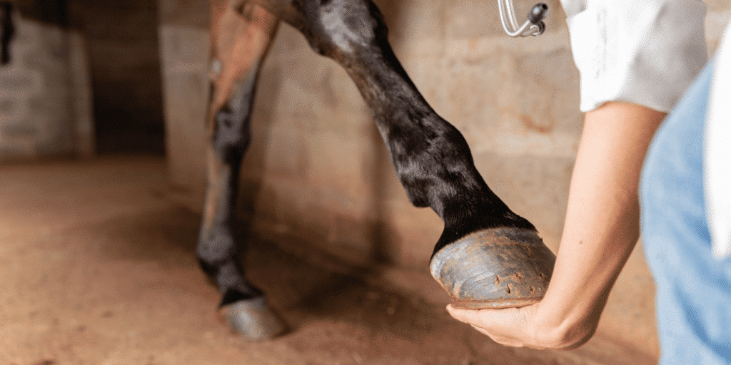 Ligament strain in horses is an injury characterized by overstretched or torn ligaments, often resulting in pain, swelling, and lameness.