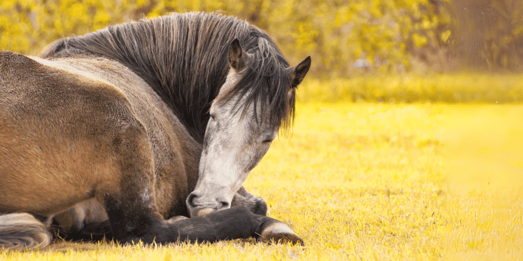 A muscle abscess in horses is a localized infection within the muscle tissue, typically resulting in swelling, pain, and heat at the site of the abscess.