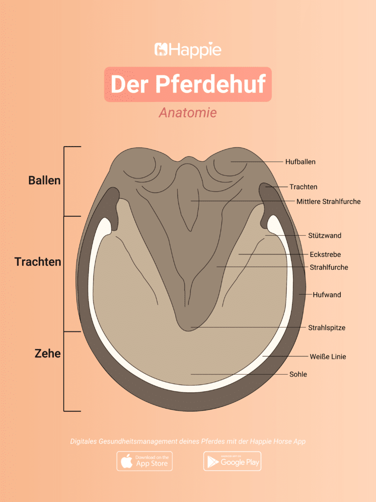 DEr Pferdehuf bon unten Anatomie, Ballen, Trachten, Zehe