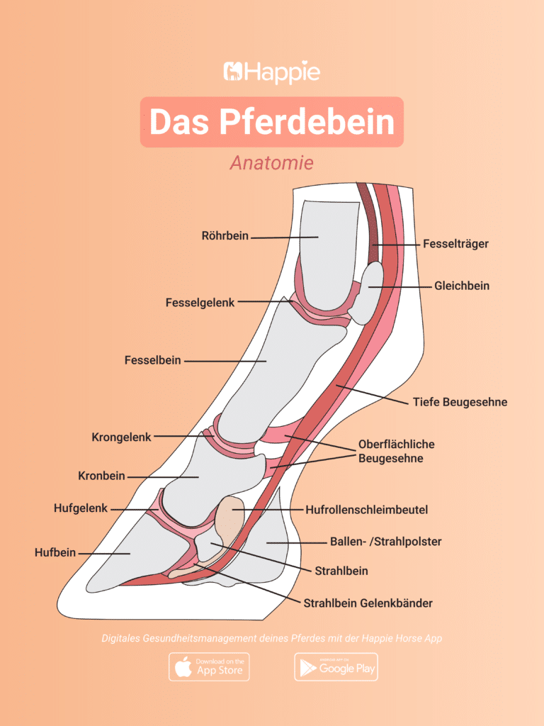 Pferdebein Anatomie Pferdehuf Bein Huf Sehnen Knochen Gelenke Bänder