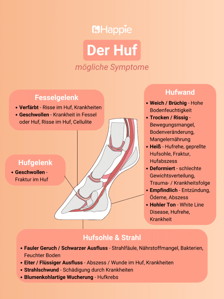 Der Huf mögliche Symptome Fesselgelenk, Hufwand, Hufgelenk, Hufsohle und Strahl, Schwellung Verfärbt, Eiter, Ausfluss, Wucherung