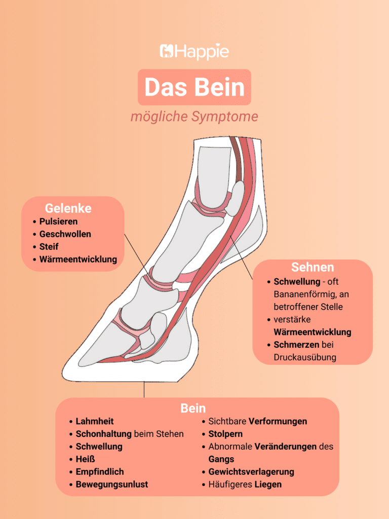 Das Pferdebein Anatomie und Symptome Grafik Happie