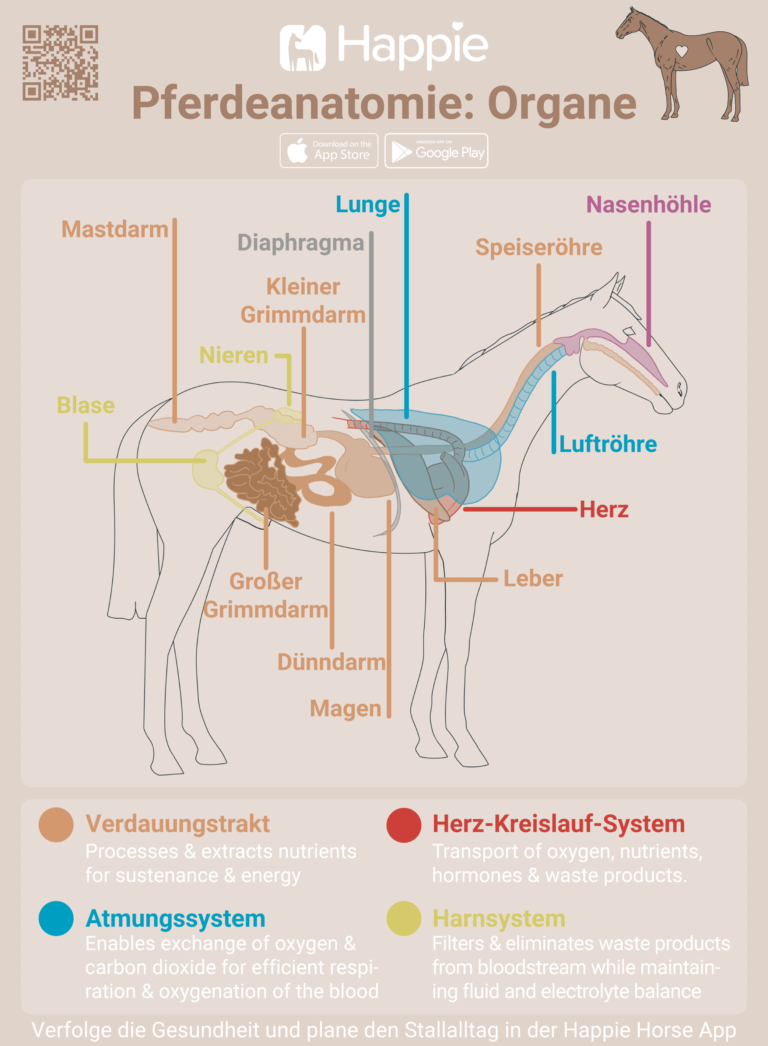 Pferd Anatomie Organe Verdauung