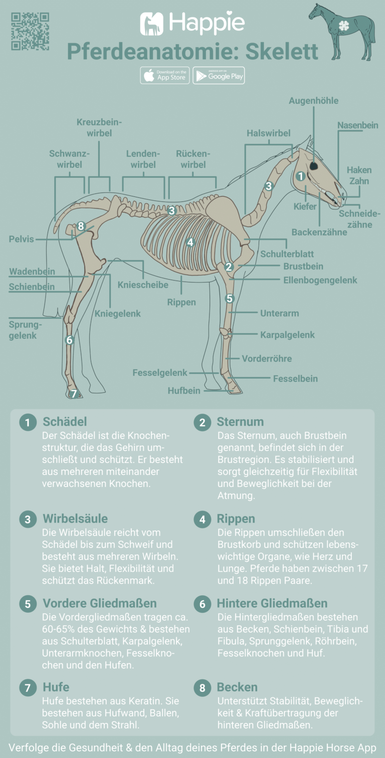 Pferd Anatomie Skelett Knochen Kopf Bein Körper