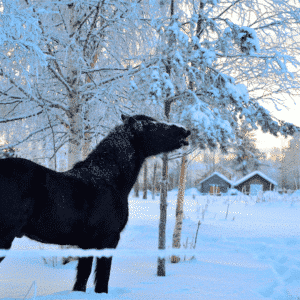 Pferd Winter Training Arbeit Tipps