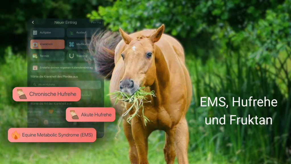 Ein Pferd steht in der Mitte des Bildes, hat einen Büschel Gras im Maul und schlägt mit dem Schweif. Im Hintergund ist leicht transparent ein Screenshot der Happie Horse App zum Thema Hufrehe eingefügt. Die Überschrift lautet: EMS, Hufrehe und Fruktan.