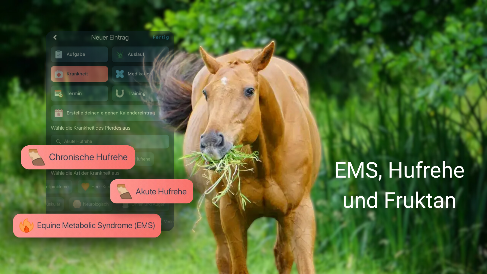 Ein Pferd steht in der Mitte des Bildes, hat einen Büschel Gras im Maul und schlägt mit dem Schweif. Im Hintergund ist leicht transparent ein Screenshot der Happie Horse App zum Thema Hufrehe eingefügt. Die Überschrift lautet: EMS, Hufrehe und Fruktan.