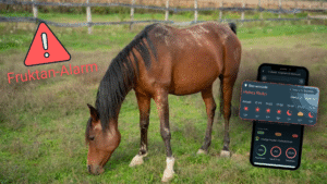 Ein braunes Pferd steht auf einer Wiese und grast. Rechts im Bild ist ein Handy mit einem Screenshot der Happie Horse App und dem Thema Fruktan eingefügt. Die Überschrift lautet: Fruktan-Alarm