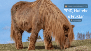 Ein Pony mit langem Fell steht auf einer Wiese und grast. Im Hintergrund sieht man blauen Himmel. Rechts oben in der Ecke befinden sich zwei Grafiken der Happie Horse App aus dem Bereich der Gesundheitsakte. Zum einen die Krankheit PPID und zum anderen die Krankheit