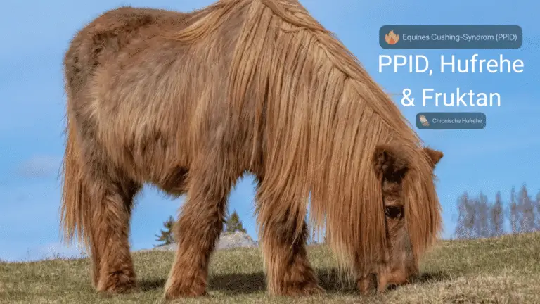 Ein Pony mit langem Fell steht auf einer Wiese und grast. Im Hintergrund sieht man blauen Himmel. Rechts oben in der Ecke befinden sich zwei Grafiken der Happie Horse App aus dem Bereich der Gesundheitsakte. Zum einen die Krankheit PPID und zum anderen die Krankheit Chronische Hufrehe. Dazwischen steht folgende Überschrift: PPID, Hufrehe & Fruktan.