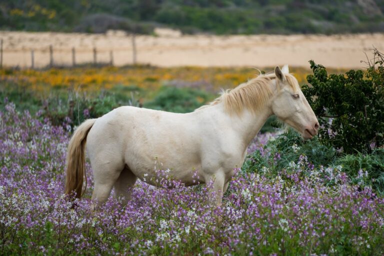 Horse Pollen Allergies cover