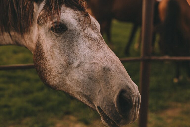 Equine Asthma cover