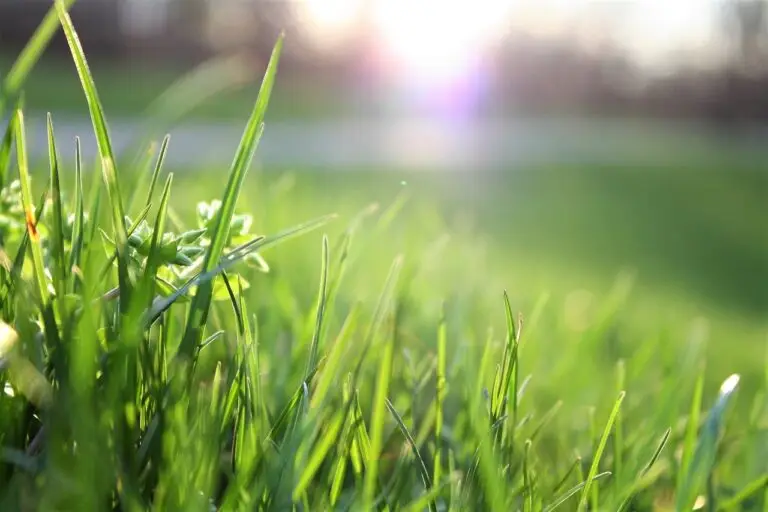 Zucker im Gras Titelbild