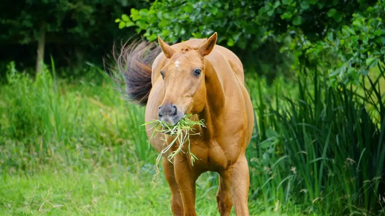 EMS, laminitis and fructans cover