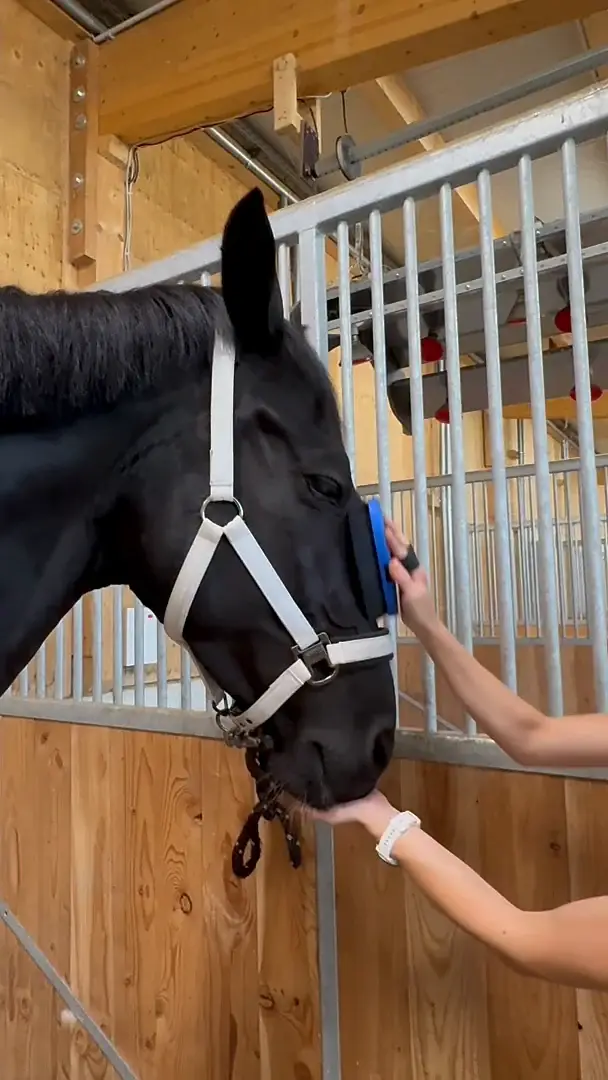 Ein schwarzes Pferd steht mit halb geschlossenen Augen am Boxengitter, während ihm eine Hand mit einer kleinen weichen Bürste über die Stirn streicht