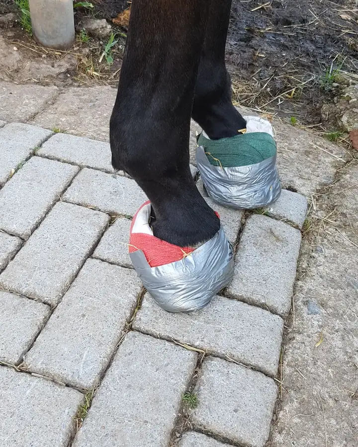 Chaos' Hufe mit Kühlpacks, mit Panzertape fixiert