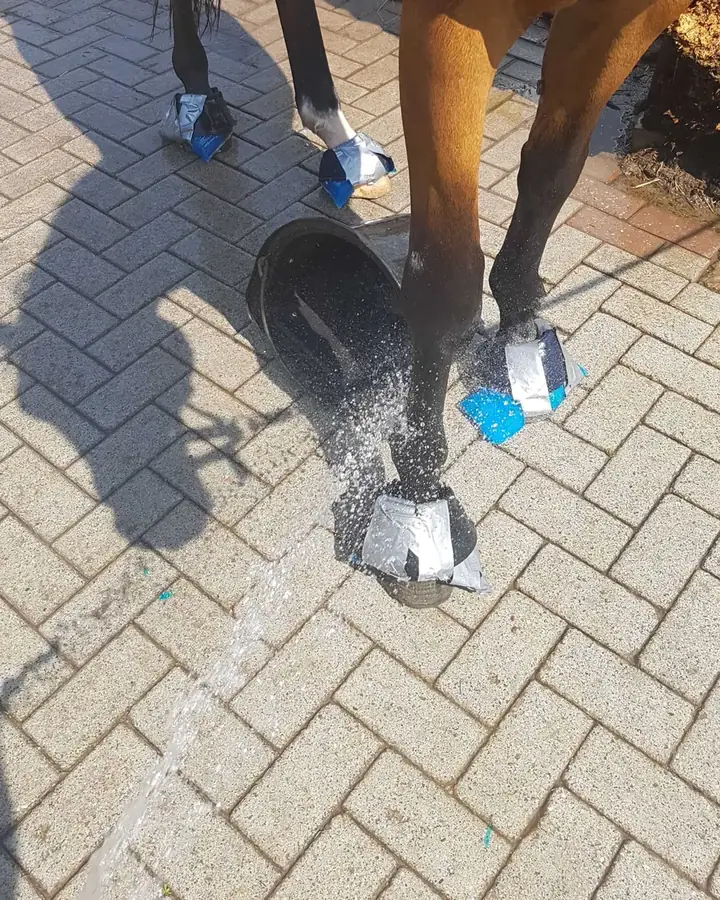 Kühlen der Hufe mit Wasser und Kühlpacks auf dem Hof