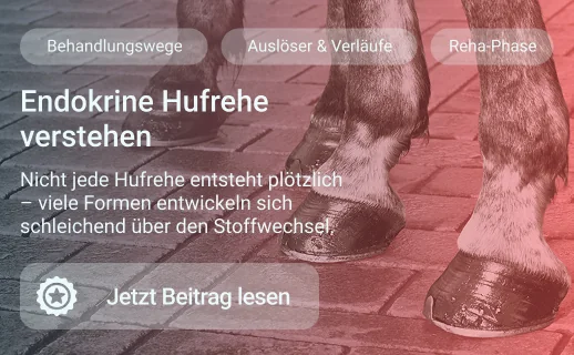 Endokrine Hufrehe verstehen
