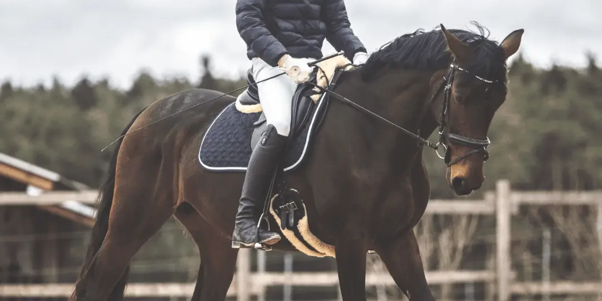 Brown horse in outdoor riding arena in winter