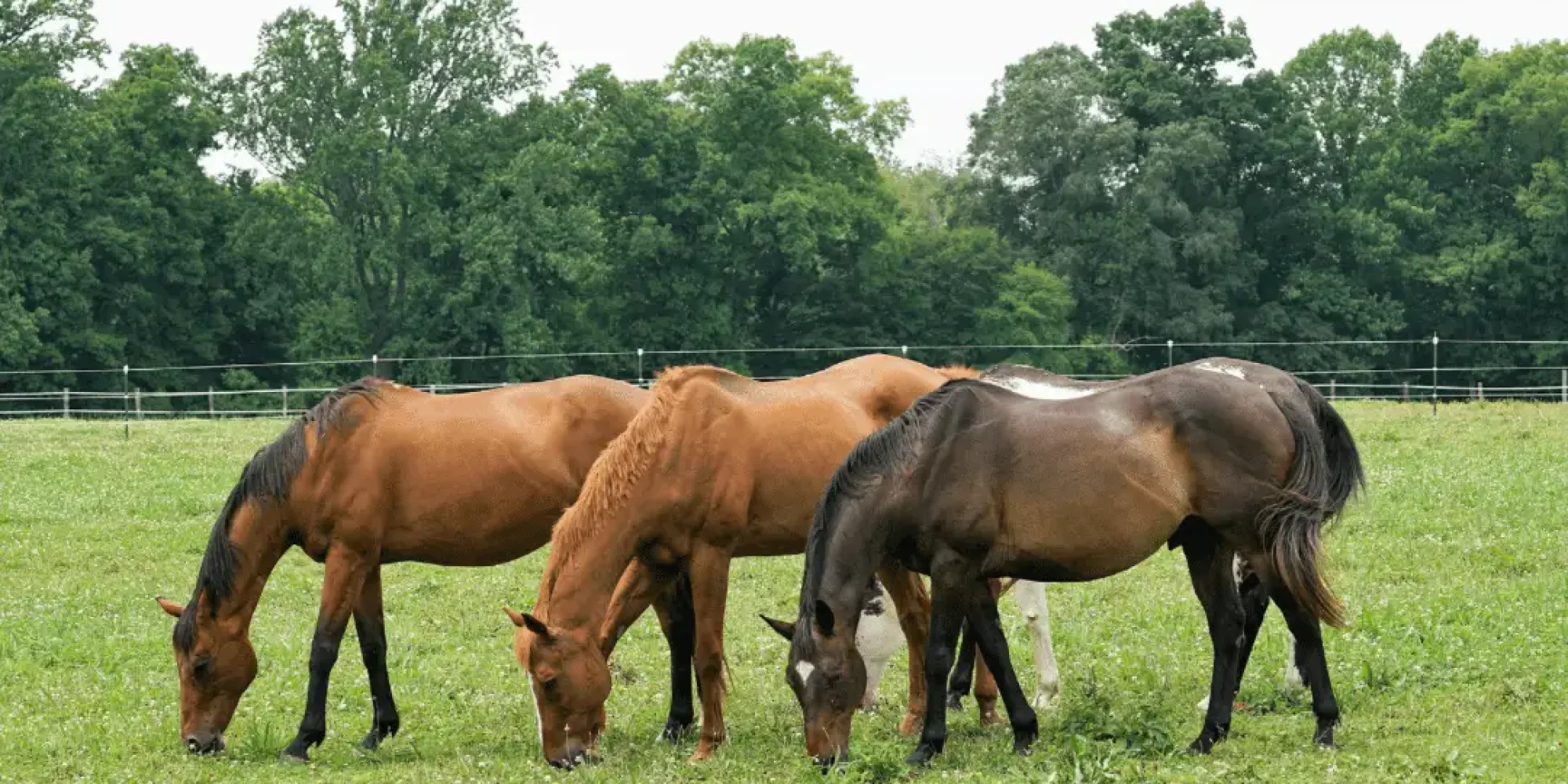 Three brown horses grazing on the field