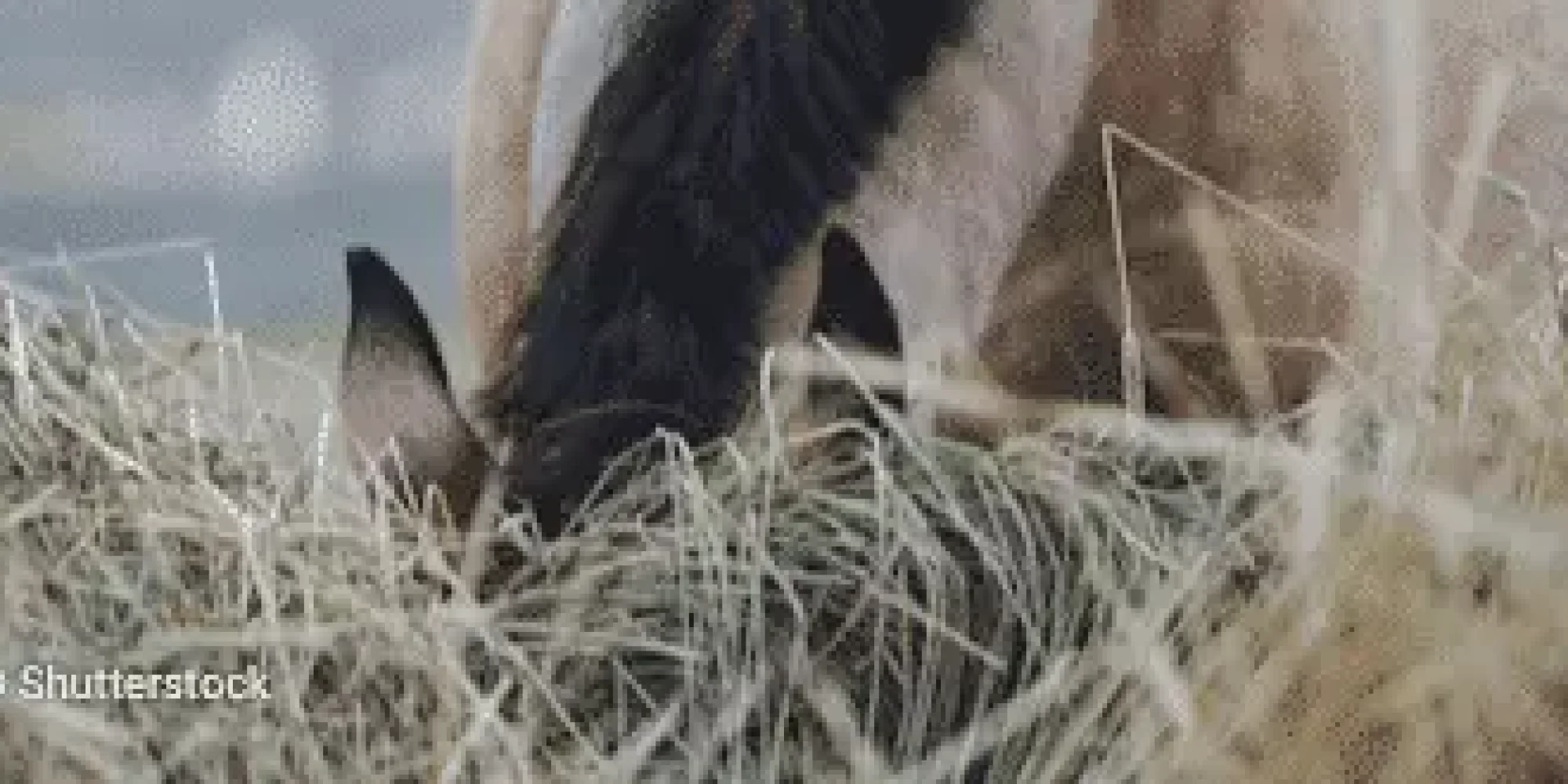 Horse eating hay