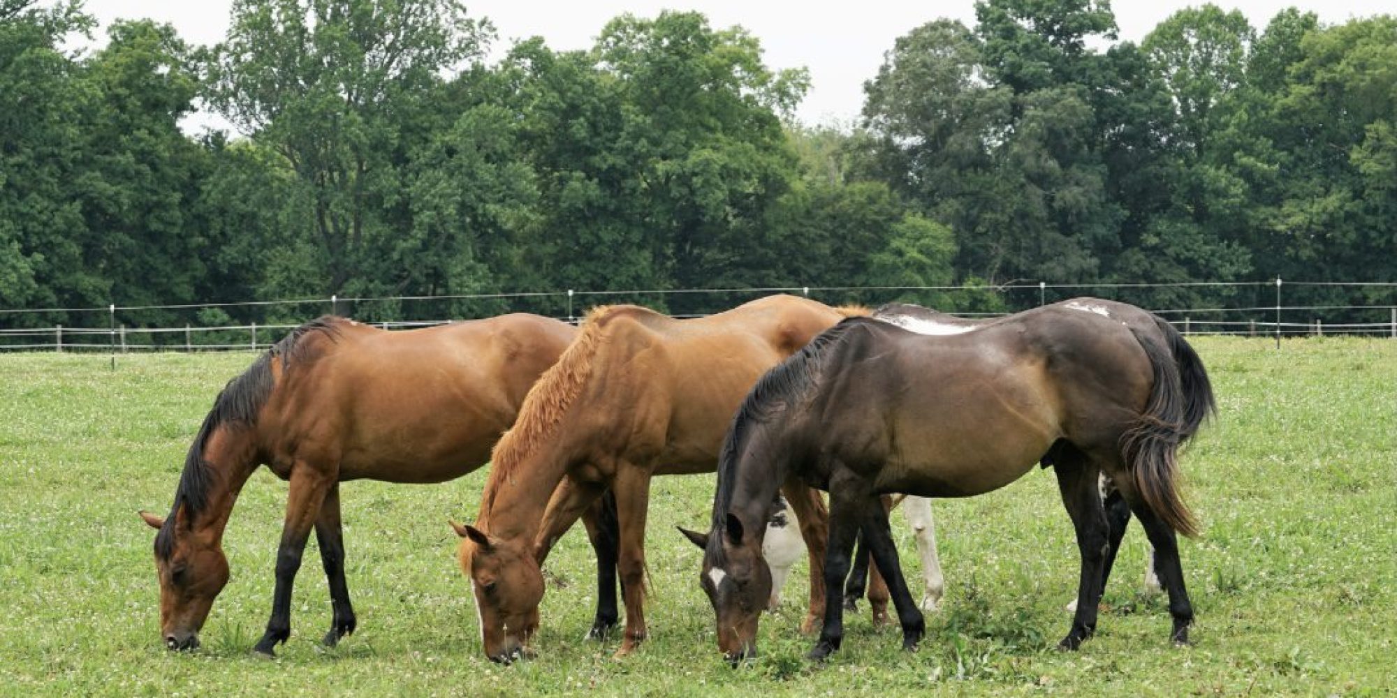 Vier Pferde grasen auf einer Weide