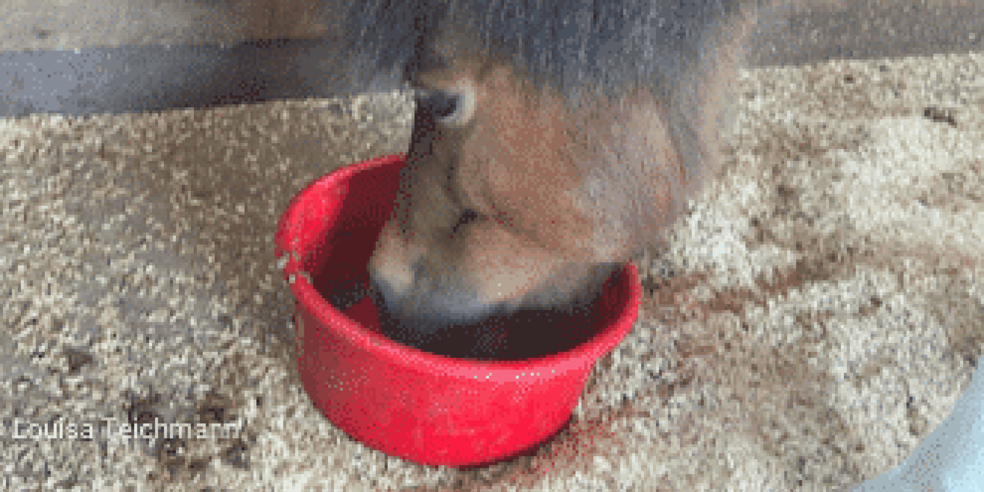 Horse eating out of a red bowl
