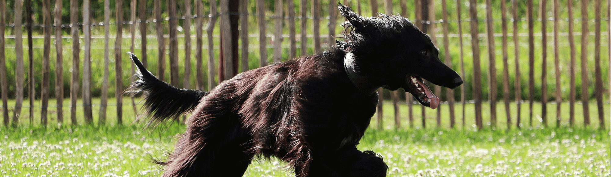 Ein schwarzer Afghanischer Windhund auf einer Wiese