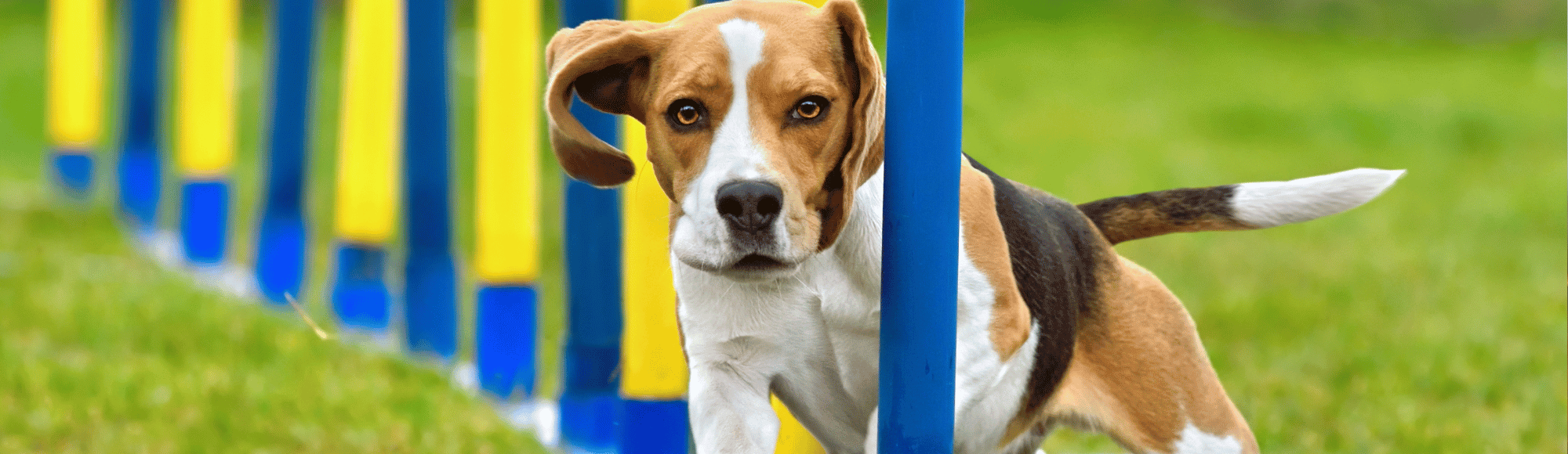 Ein Beagle rennt durch ein Slalom Hindernis