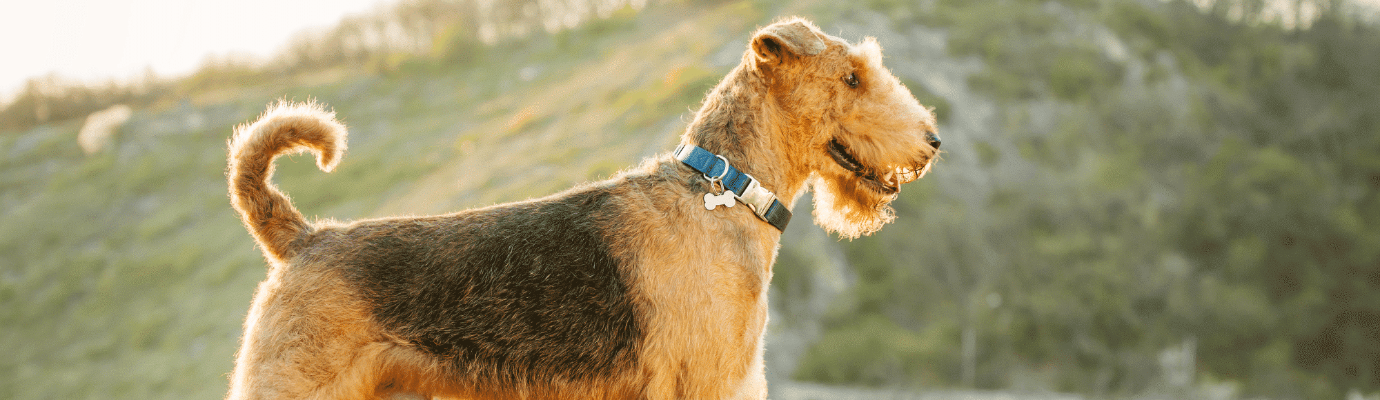 Ein ausgewachsener Airedale Terrier