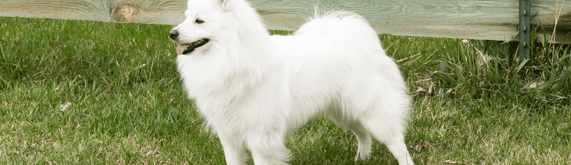 Ein Alaskan Eskimo Dog auf einer Wiese