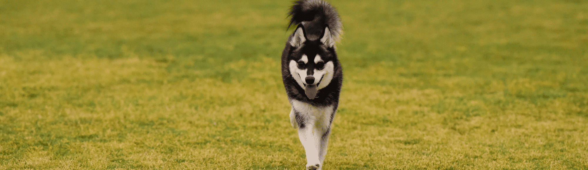 Ein Alaskan Klee Kai auf einer Wiese