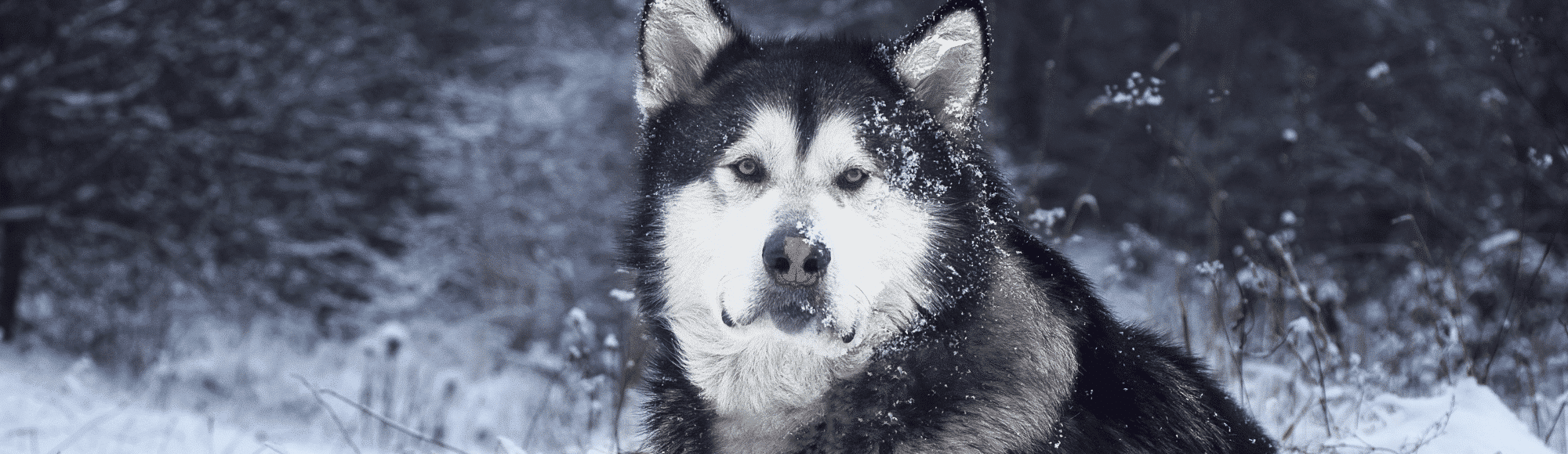 Ein ausgewachsener Alaskan Malamute liegt im Schnee