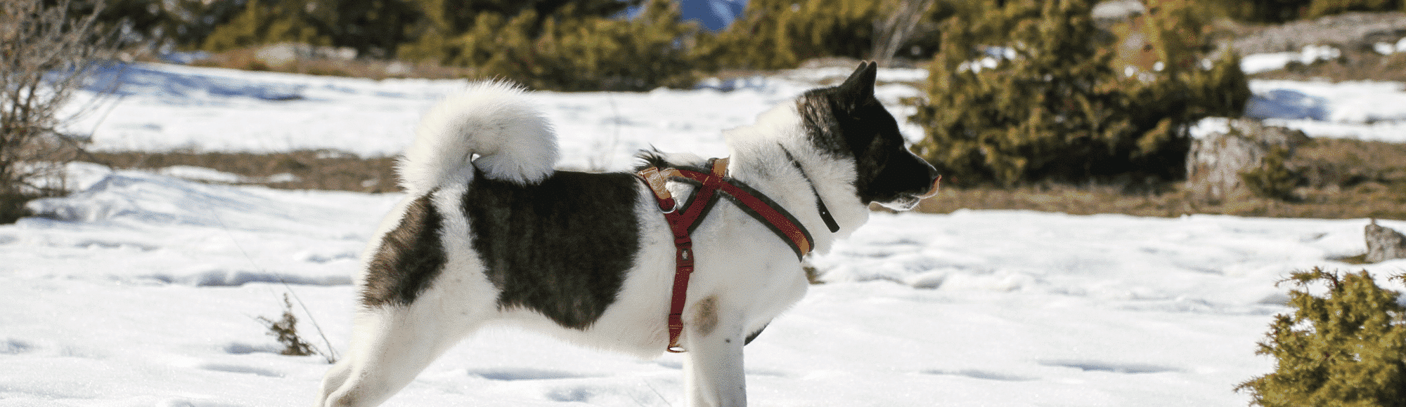 Ein American Akita im Schnee