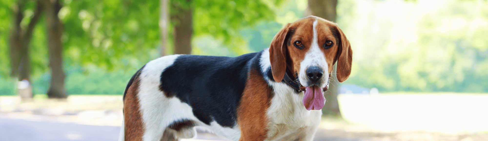 Ein American Foxhound im Park