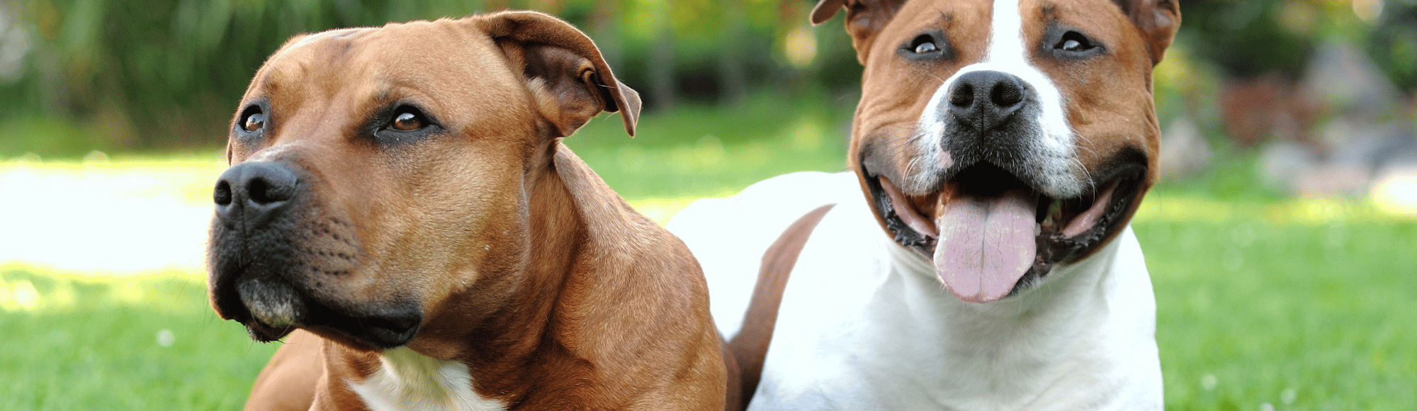 Zwei American Staffordshire Terrier liegen im Gras