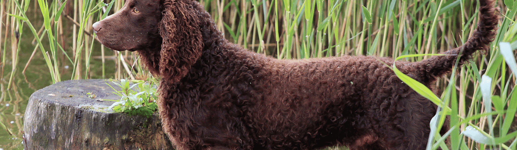 Ein American Water Spaniel am Ufer