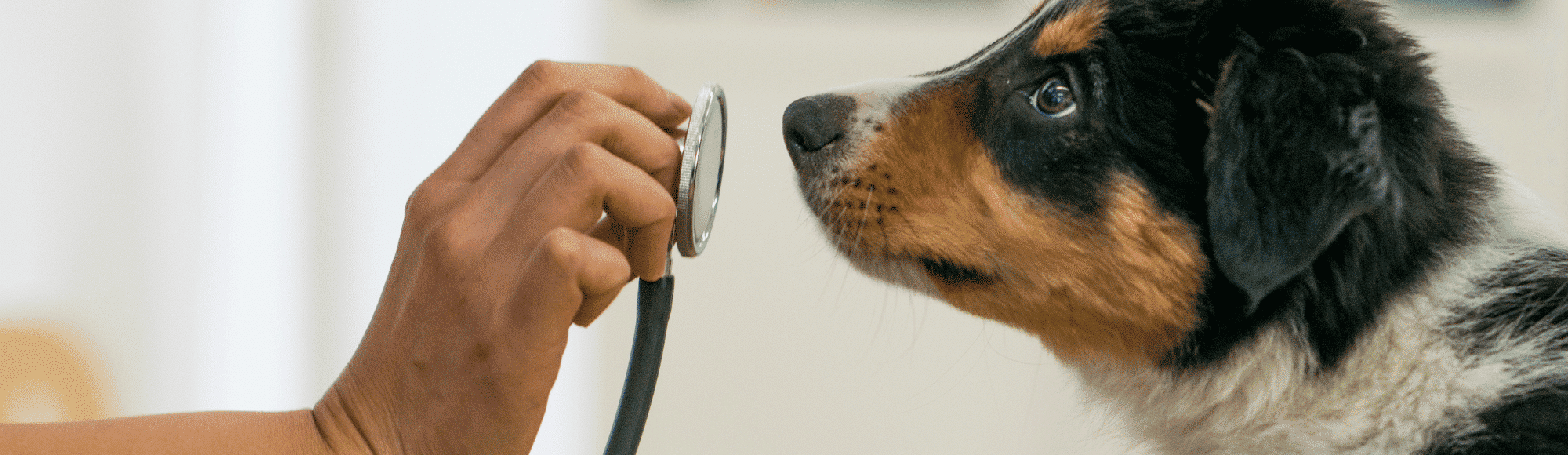 Ein junger Hund beim Tierarzt