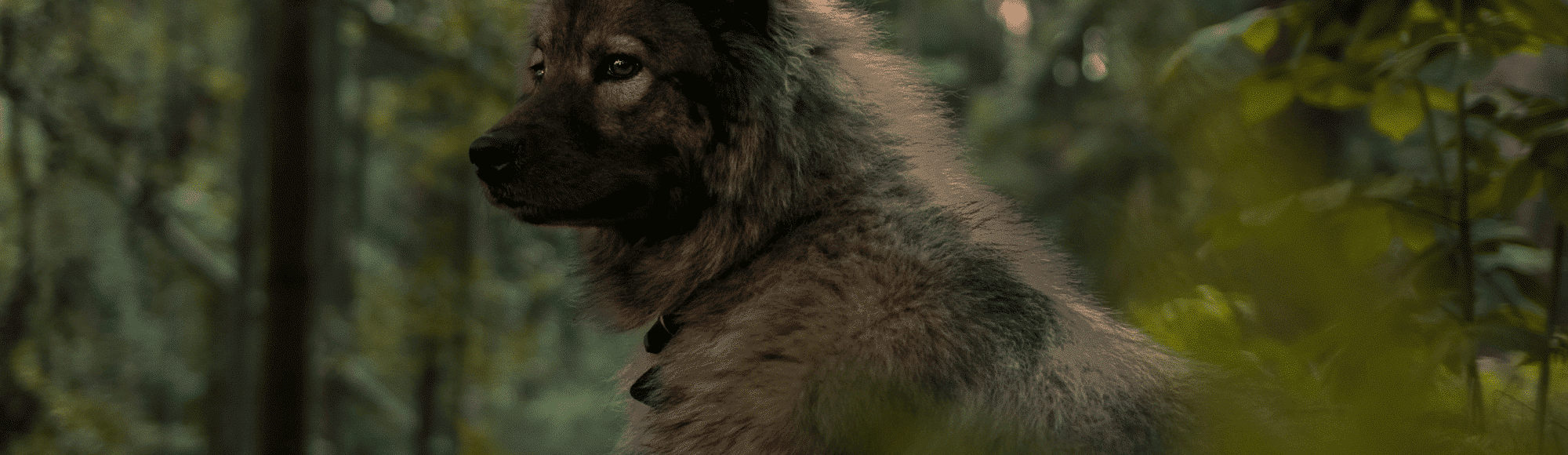 Wolfspitz sitzt im Wald