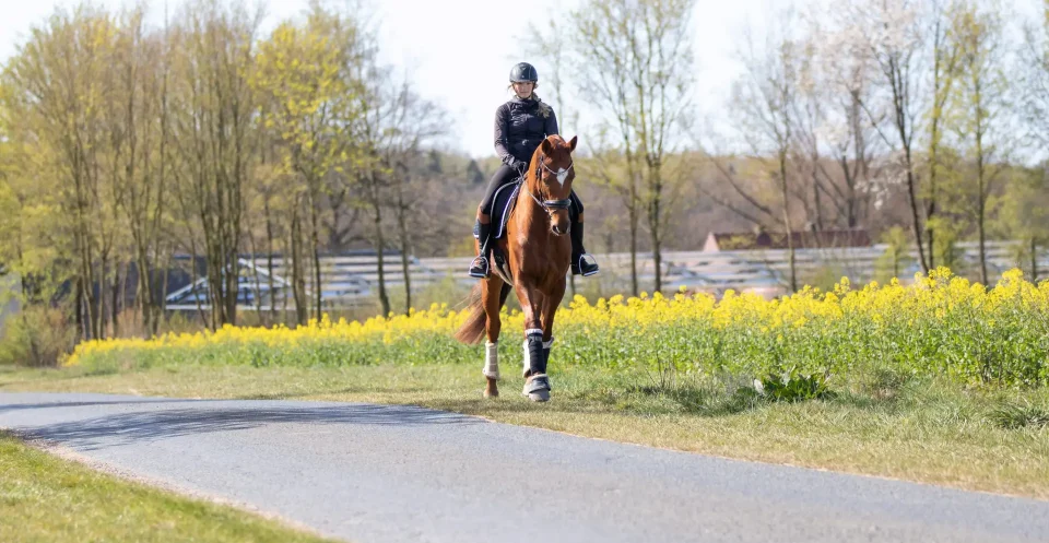 Girl riding chestnut warmblood horse through