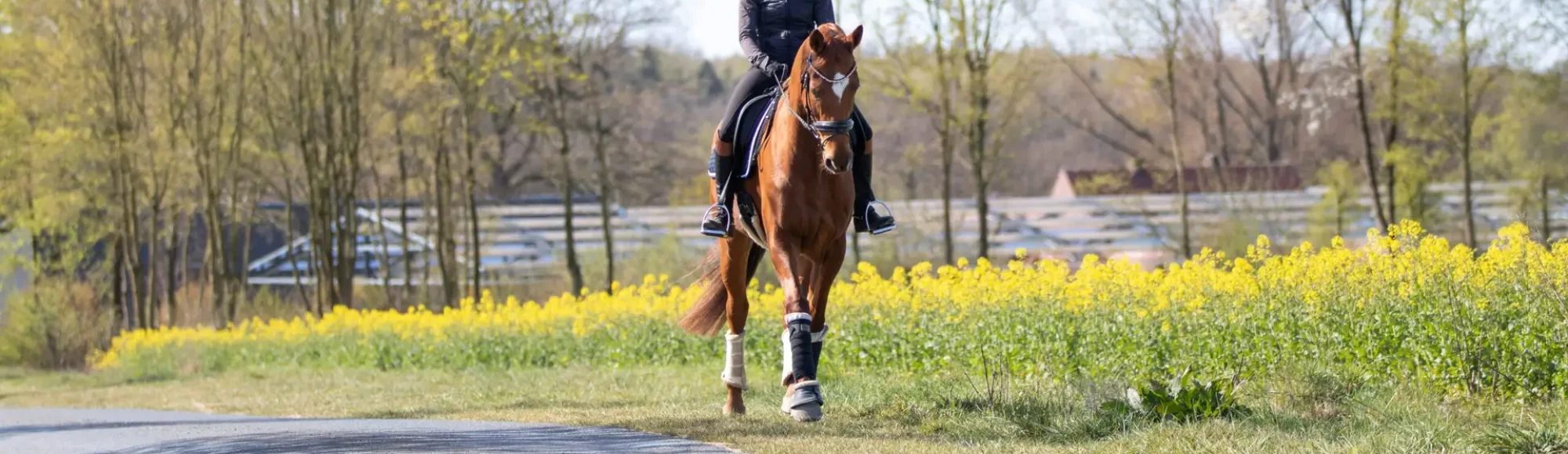 Girl riding chestnut warmblood horse through