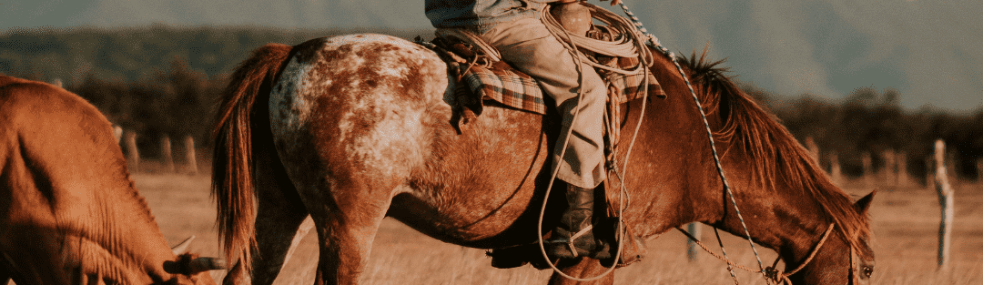 Appaloosa Horse herding cattle with cowboy in the united states of america