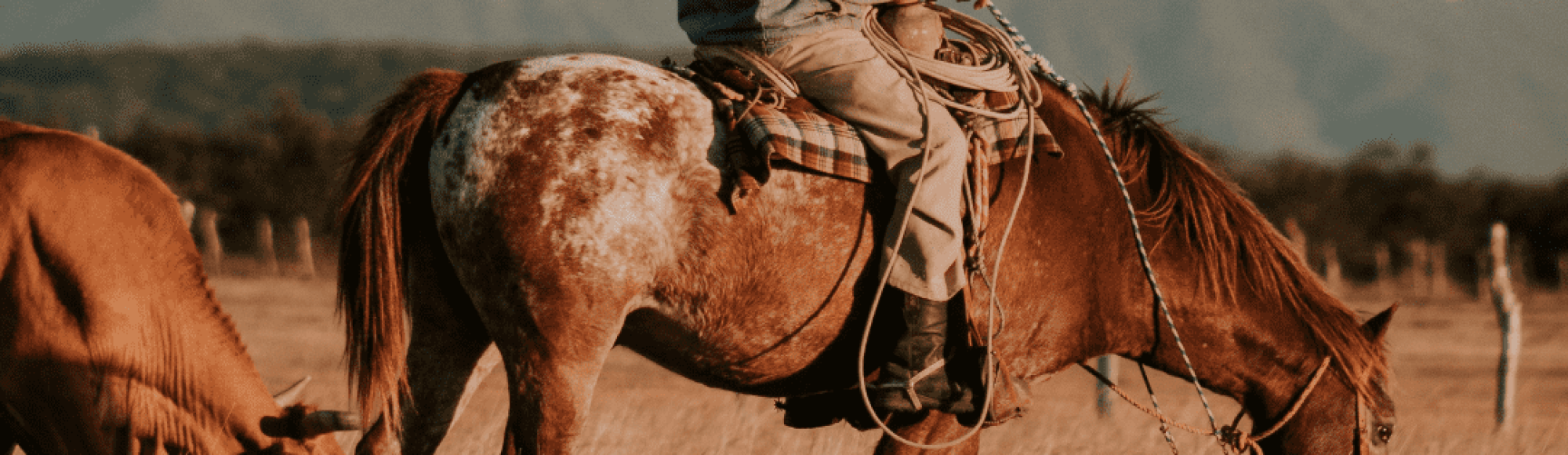 Appaloosa Horse Breed Profile