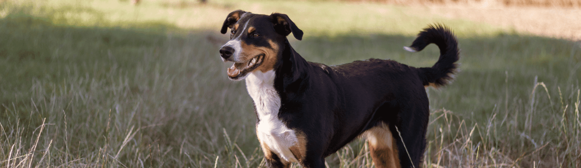 Ein Appenzeller Sennenhund steht auf einer Wiese