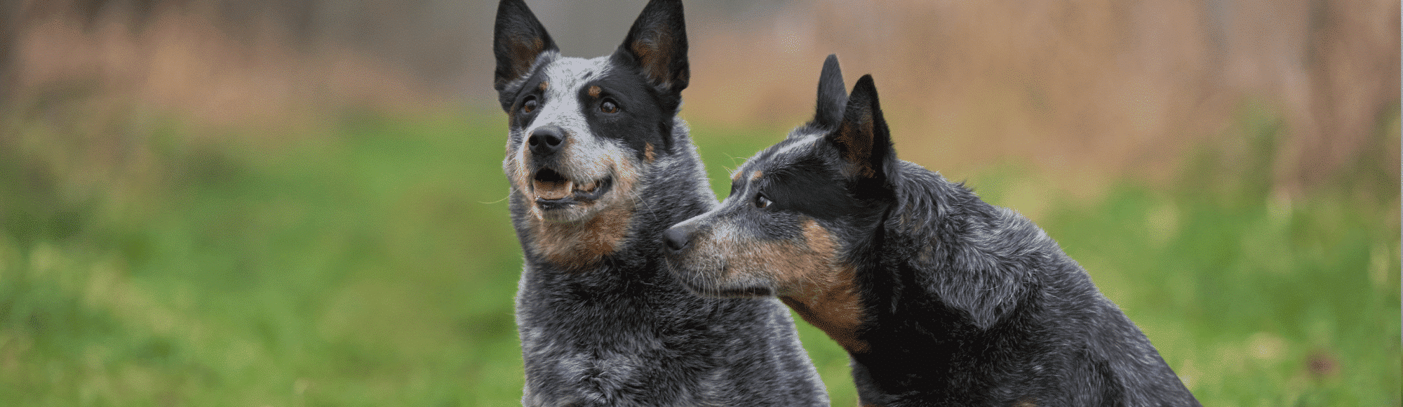 Zwei Australian-Cattle-Dog sitzen auf einer Wiese