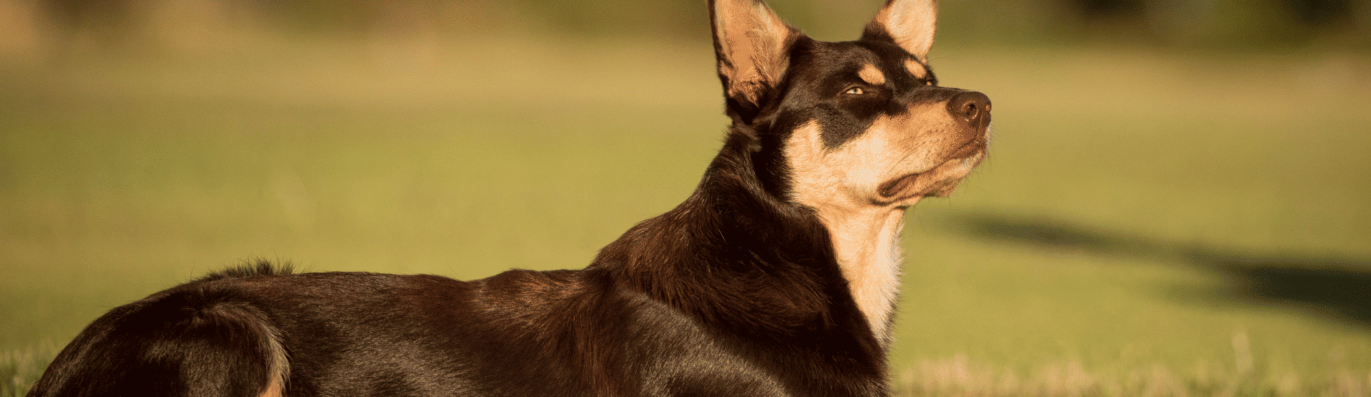 Ein Australian Kelpie auf einer Wiese