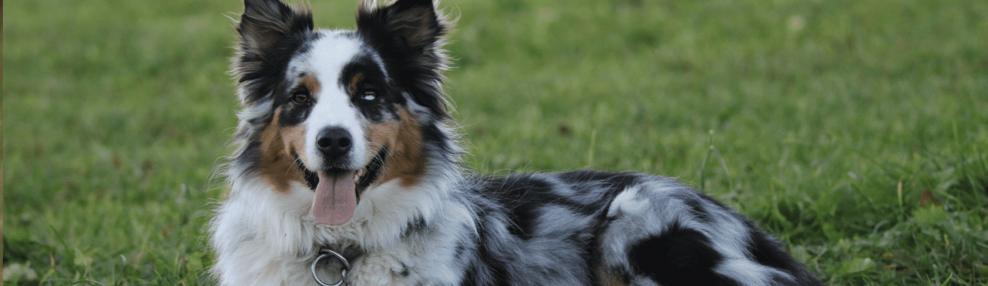 Merlefarbiger australian shepherd liegt im Gras