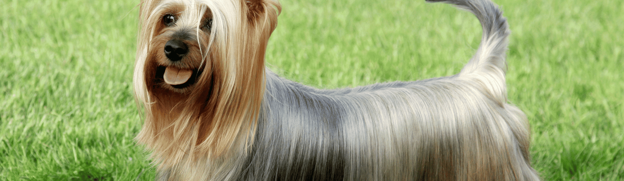 Ein Australian Silky Terrier auf einer Wiese