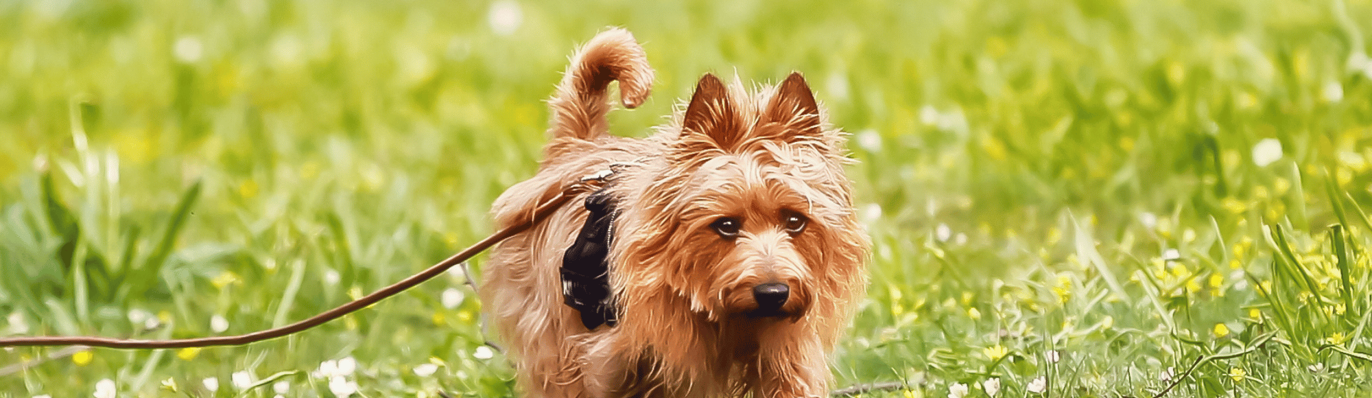 Ein Australian Terrier auf einer Wiese