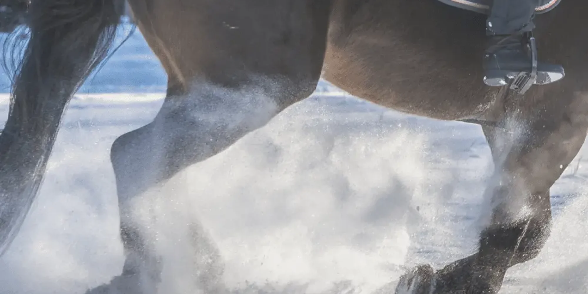 Horse galopping in snow